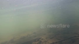 US: Endangered American Eel Faces Urgent Call For Global Trade Protections