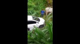 Farmyard cows help to drag away crashed car stuck in field