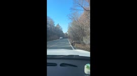 Massive vulture causes temporary traffic stop in Jilin, China