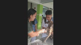Well-behaved dog supports owner's vet project