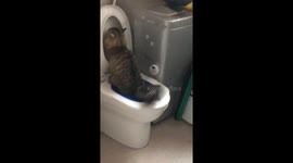Cat uses toilet and flushes in Jiangsu, China