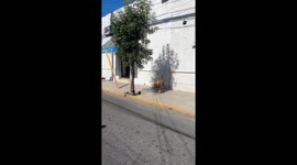 Stray dog playfully chases bird shadow in San Felipe, Chile