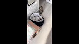 Mother cat lovingly watches over sleeping kitten in Ufa, Russia