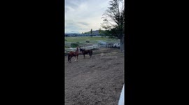 Horses and young puma interact peacefully in Última Esperanza, Chile