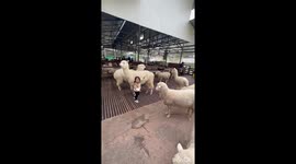 Sheep head butts a toddler trying to play with the animals at zoo