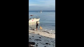 Dog surfs waves on the beach in Cebu, Philippines