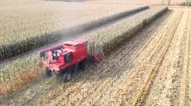 China: Over 100 mln tons of autumn grain purchased in China