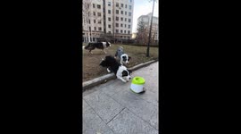 Border Collies play fetch with automatic ball machine in Heilongjiang, China