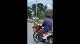 Monkey enjoys motorcycle ride in Sichon, Thailand