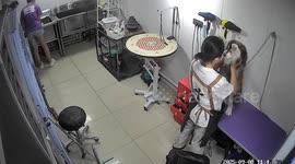 Adorable Alaskan Malamute delights groomer in Jilin, China