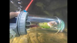 Parrot safely dives in transparent oxygen device in Guangxi, China