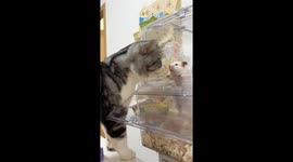 Cat startled by hamster in Guangdong, China