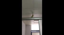 Parrot uses floor-shaking device in Hunan, China