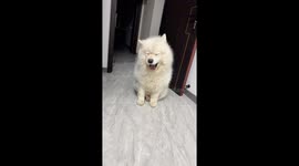 Sleepy Samoyed struggles to wake up in Jilin, China