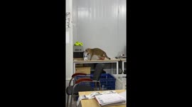 Energetic cat repeatedly punches food bag in Guangdong, China