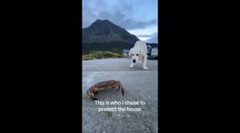 Linus, the protector of the house, terrified of a crab.