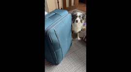 Dog Confused When Dad's Luggage Arrives Early