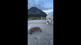 Dog meant to 'protect owner's house' scared of tiny crab