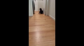 Persian Cat's Spooky Spider Costume