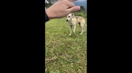 Cautious Pup Still Craves Love