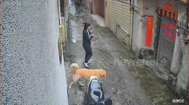 Dog accidentally breaks water pipe in Guangdong, China