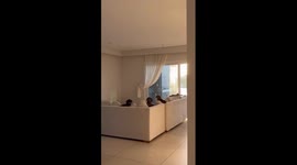 Three dachshunds relax on couch in Buenos Aires, Argentina