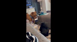 Playful pit mix and cat interaction in Parker, Colorado, USA