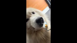 Golden Retriever accidentally catches fishhook in nostril in Shanghai, China