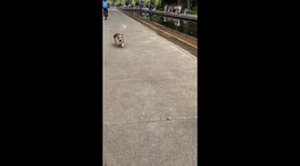 Chubby pet Corgi waddles along path
