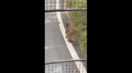 Leopard Leaps Onto Safari Bus at Bengaluru’s Bannerghatta Park, Minor Injury Reported
