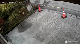 Black bear wanders across driveway outside museum in Japan