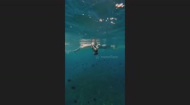 Freediver bumps head on tourist's crotch while resurfacing