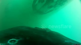 Underwater footage captures rare sight of humpback whale calves nursing