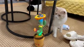 Curious British Shorthair reacts to dancing cactus toy in Shandong, China