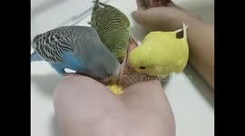 Hungry parakeets squabble over food in Heilongjiang, China