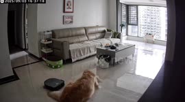 Golden retriever panics after robovacuum pulls tail in Guangxi, China