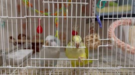 Playful cockatoo attempt cage escape in Gangseo-gu, Seoul, South Korea