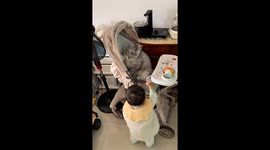 British Shorthair cat gently swats at toddler in Guangdong, China