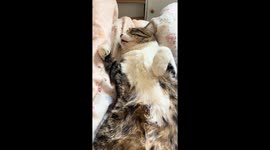 Cat talks in its sleep in Beijing, China