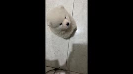 Samoyed dog responds to call and gets treat in Xinjiang, China