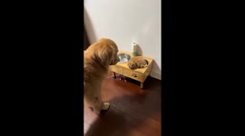 Tabby cat cozily occupies bowl while golden retriever watches in Shanghai, China
