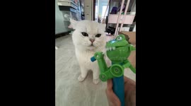 Scottish Fold cat frustrated by toy treat dispenser in Beijing, China