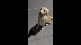 Golden retriever playfully struggles with paw trick in Shandong, China