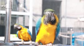 China: Exotic pets fuel new niche market in China