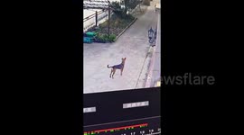 女子捡的小流浪狗凭空消失 监控拍下狗爸狗妈 “上门接娃” 温馨画面