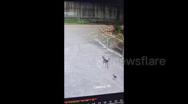 Rescued stray pup mysteriously vanishes, CCTV reveals its parents came to 'pick it up'