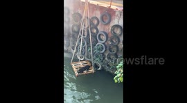 Heroic pet owner builds makeshift platform to rescue their dog that fell into river