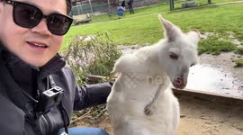 Visitor helps kangaroo scratch its back in a park