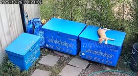 Cat hilariously clings to ice cooler lid when it flips open