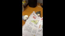 Cheeky pet parakeets shred book about birds